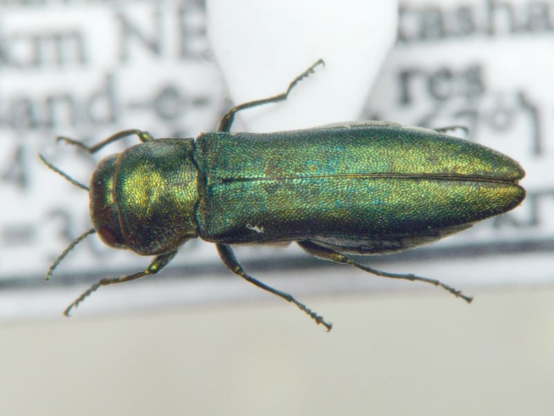 Agrilus albogularis Gory, 1841